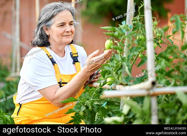 Senior woman examining tomatoes in garden