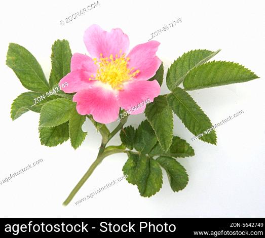 Kratz-Rose; Rosa scabriuscula