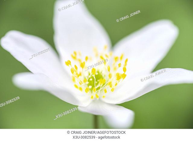Close-up of a Wood Anemone flower (Anemone nemorosa) on a woodland floor