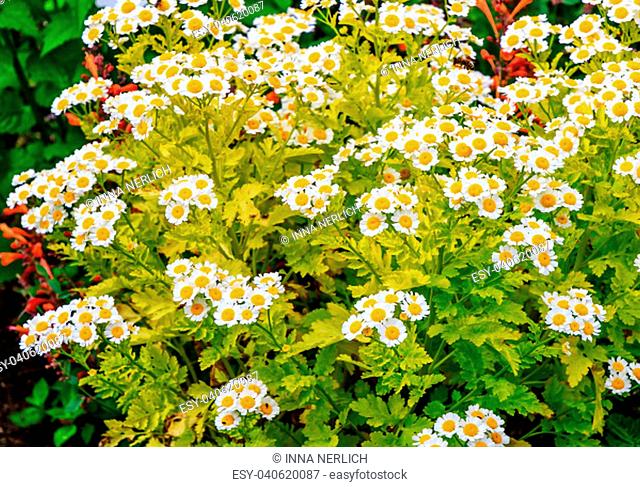 Tanacetum parthenium, known as Feverfew is actually a species of chrysanthemum that has been grown in herb and medicinal gardens for centuries