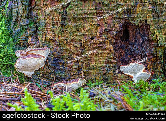 A root sponge grows on dead wood
