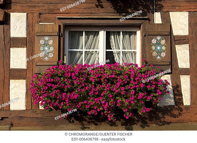 Flower box brimming with petunia in a window of half-timbered house, Baden-Wuerttemberg