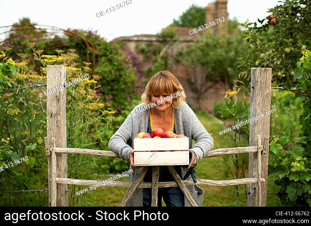 Portrait smiling woman with crate of harvested apples in garden