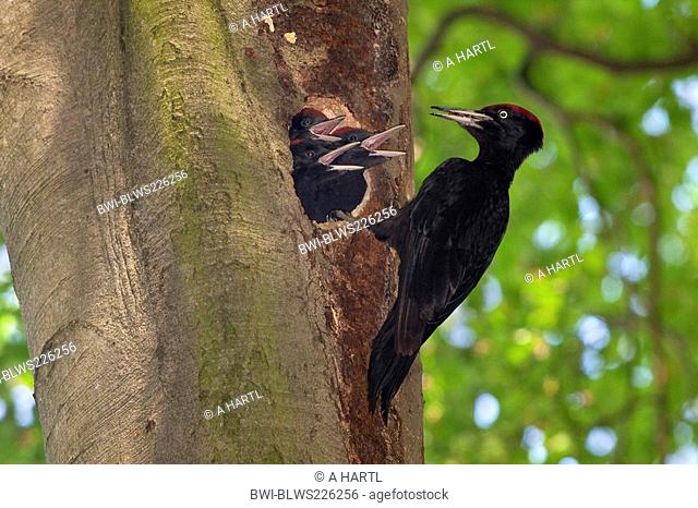 black woodpecker Dryocopus martius, male feeding three begging nestlings in an old beech, Germany, Bavaria, Isental