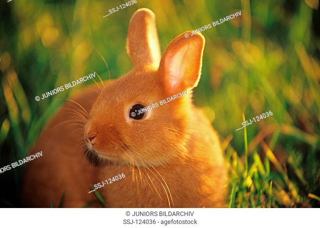 red dwarf rabbit - on meadow