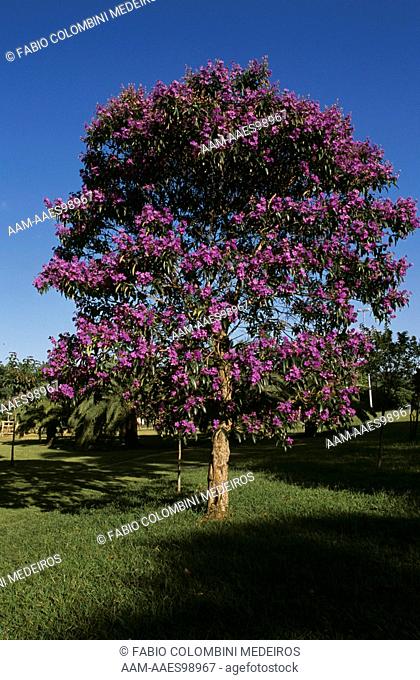 Purple Glory Tree in Bloom (Tibouchina granulosa), Brazil