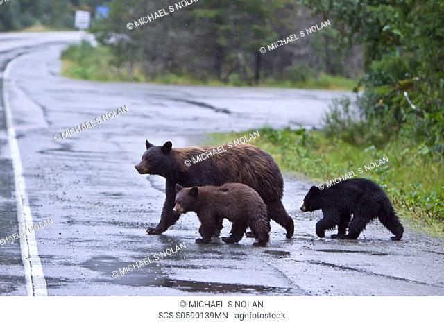 A mother black bear Ursus americanus with two coy cubs of year near Mendenhall Glacier outside of Juneau, Southeast Alaska