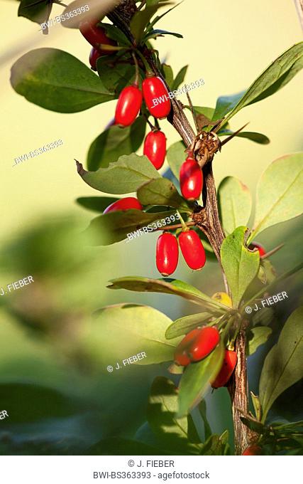 Japanese barberry (Berberis thunbergii), branch with fruits, Germany, Rhineland-Palatinate