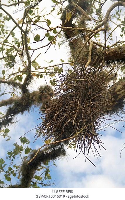 Minas Gerais; MG; Brazil; bird nest