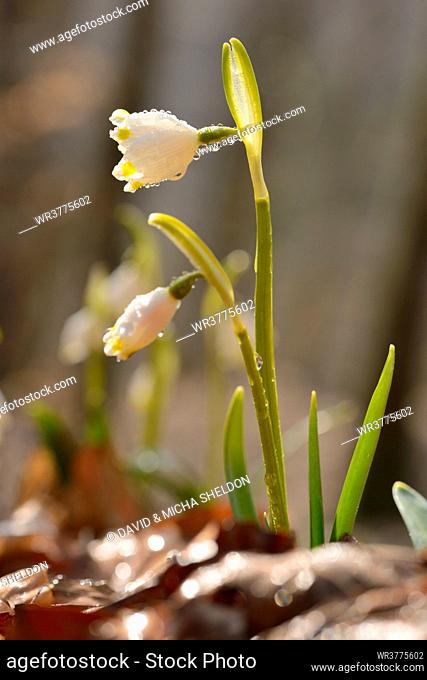 Spring Snowflakes (Leucojum vernum)