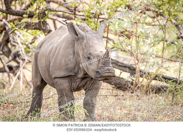 Starring White rhino calf in the Kruger National Park, South Africa