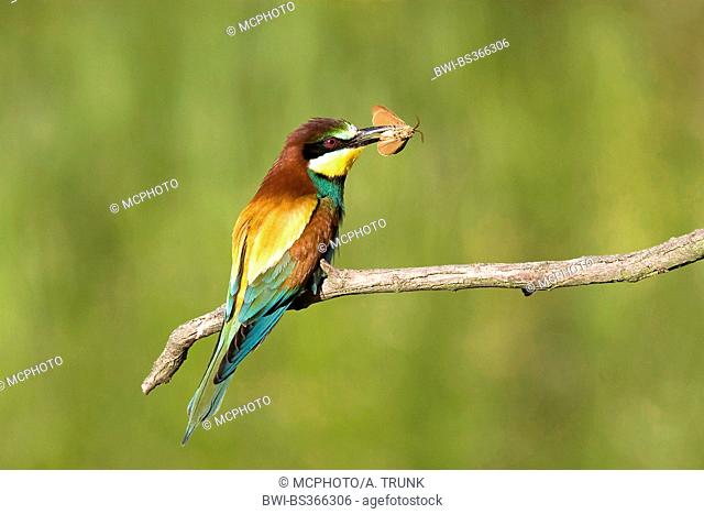 European bee eater (Merops apiaster), sitting on a branch with a caught butterfly in teh beak, Austria, Neusiedler See National Park