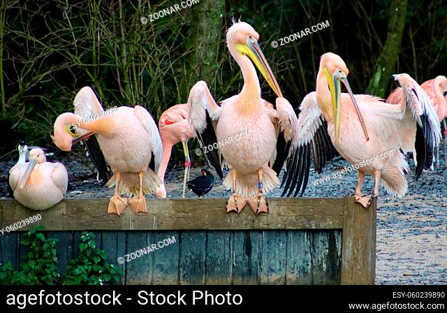 14 December 2020 - Cotswold Wildlife Park UK: Group of pelicans standing on wooden fence. High quality photo