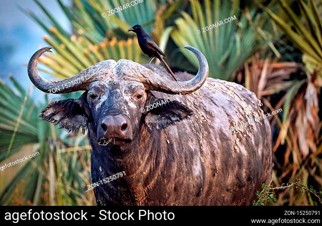 Afrikanischer Büffel im Murchison Falls Nationalpark Uganda (Syncerus caffer) | African buffalo, Murchison Falls National Park Uganda (Syncerus caffer)