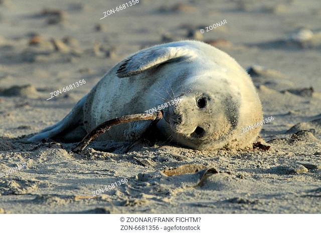 Gray Seal Helgoland Germany