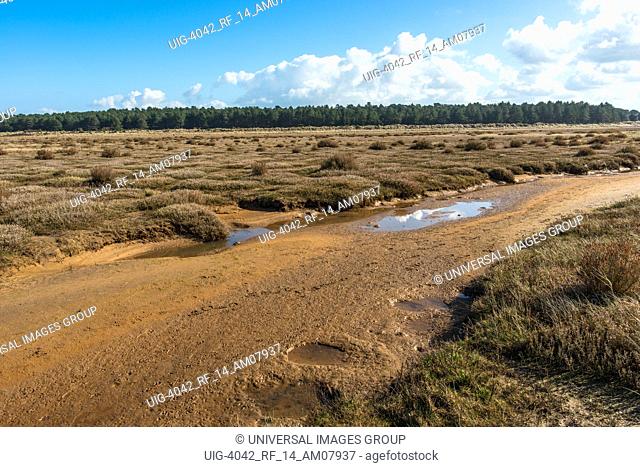 Desert like flora growing on tidal salt marsh at low tide near sand dunes on Holkham bay, North Norfolk coast, East Anglia, England