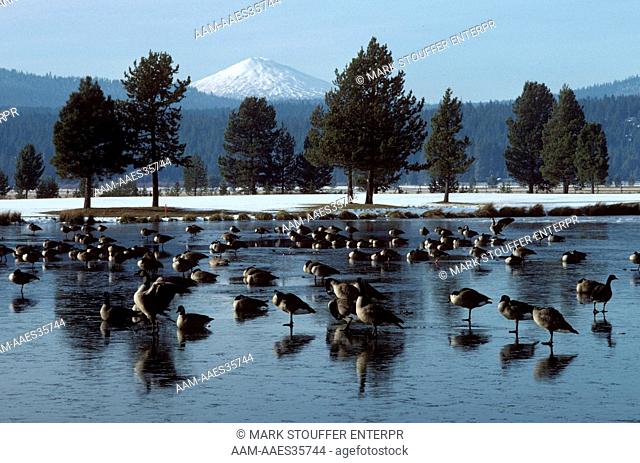 Canada Geese (Branta canadensis)on frozen lake & Mt. Bachelor, Sunriver, OR, Oregon