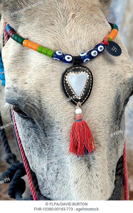 Donkey, adult, close-up of head, with decorative beaded headwear, Fira, Santorini, Cyclades, Aegean Sea, Greece, September