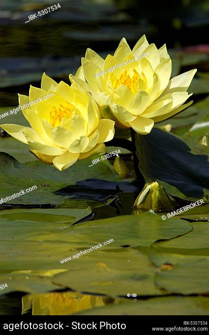 Water lily (Nymphaea) 'Joey Tomocik