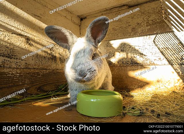 domestic rabbit, Silver, Oryctolagus cuniculus f. domestica ""Big Light Silver"", straw bedding in hutch, on September 25, 2022