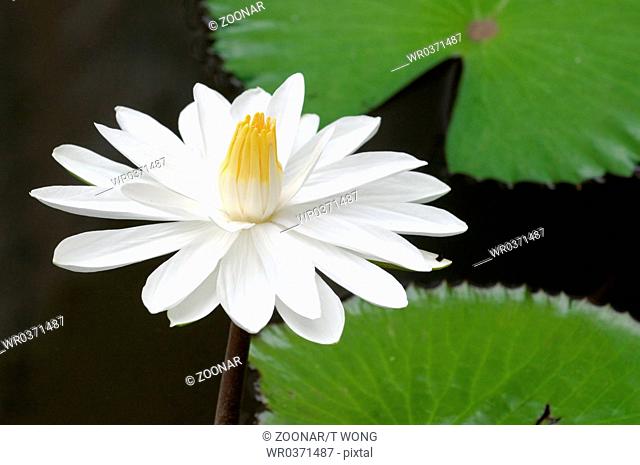 The blooming detail of white water lilies over water