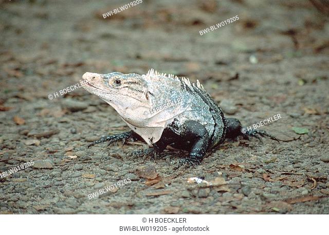 spiny-tailed iguana Ctenosaura similis, Dez 99