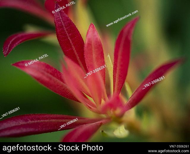 Extreme close up of pointy red foliage of pieris ' forest flame' evergreen shrub