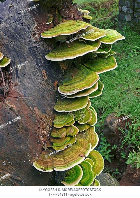 Bracket fungi, or shelf fungi, are fungi, in the phylum Basidiomycota. They produce shelf- or bracket-shaped fruiting bodies (conks) that lie in a close planar...