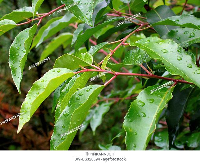 Portugal laurel (Prunus lusitanica), branch in rain