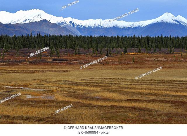 Alaska Range in autumn, in front moorland and boreal forests, at Broad Pass at Parks Highway, Cantwell, Alaska, USA