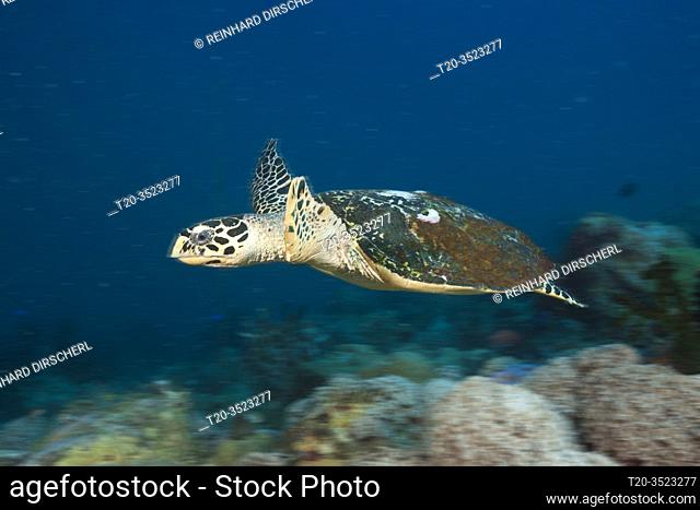 Hawksbill Turtle, Eretmochelys imbricata, New Ireland, Papua New Guinea