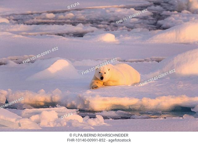 Polar Bear (Ursus maritimus) adult, resting on icefloe at sunset, Erik Eriksenstretet, Svalbard, August