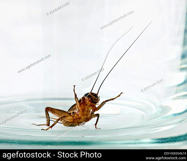 The lonely cricket creeps in a beer glass mug