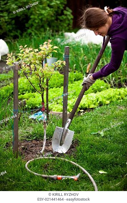 photo of woman planting apple tree at garden
