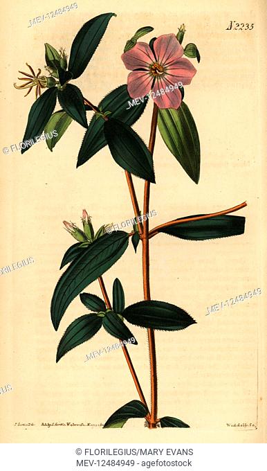 Melastoma osbeckioides. Handcoloured copperplate engraving by Weddell after an illustration by John Curtis from Samuel Curtis' Botanical Magazine, London, 1822