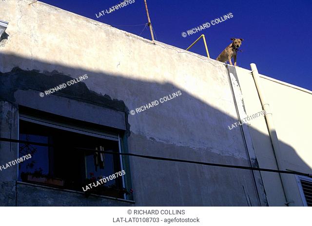 Shabazi district. House. Flat roof. Dog peering over edge