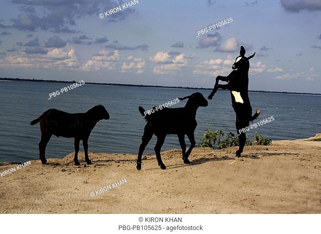 Goats fight with each other at the bank of Padma river Pabna, Bangladesh June 2010