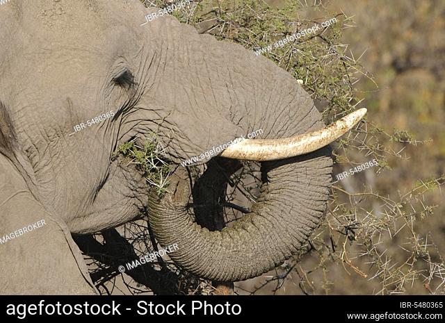 African elephant (Loxodonta africana) elephant, game reserve, elephants, mammals, animals Elephant adult, close-up of head, feeding on acacia