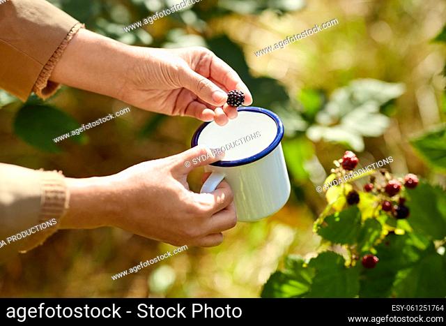 hands with mug picking blackberries in garden