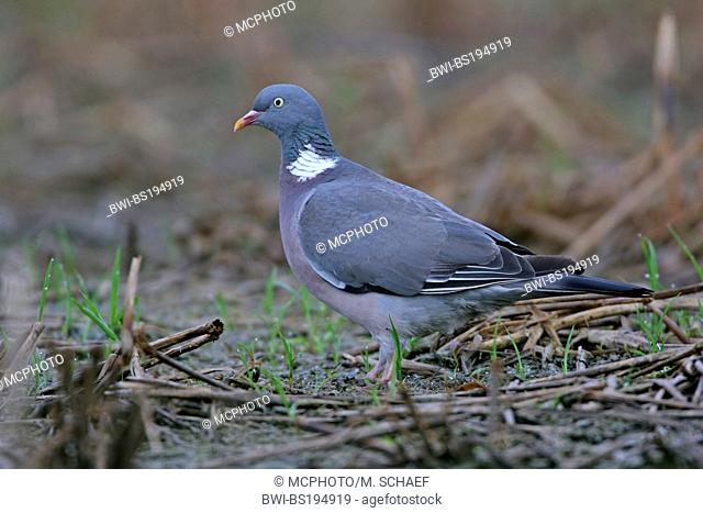 wood pigeon (Columba palumbus), sitting on the ground, Germany