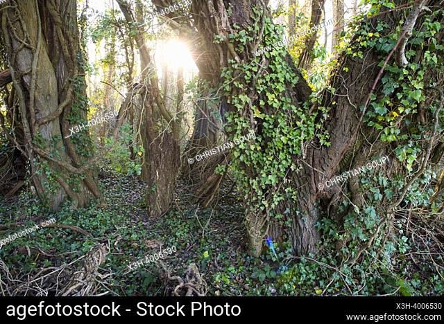 Undergrowth invaded by climbing ivy, Eure-et-Loir department, Centre-Val-de-Loire region, France, Europe