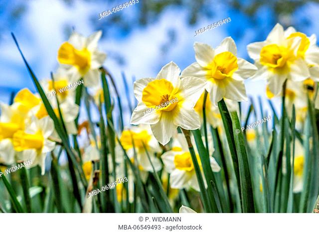 Yellow narcissi, Narcissus pseudonarcissus, daffodils