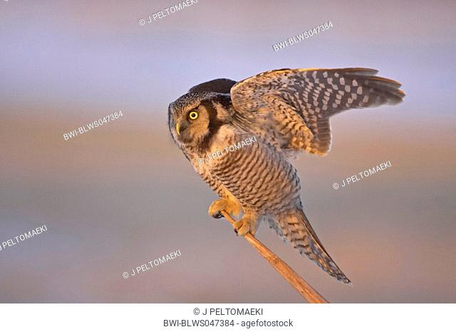 northern hawk owl Surnia ulula, landing, Finland