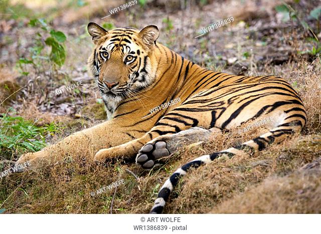 An adult tiger in Bandhavgarh National Park, lying on the ground