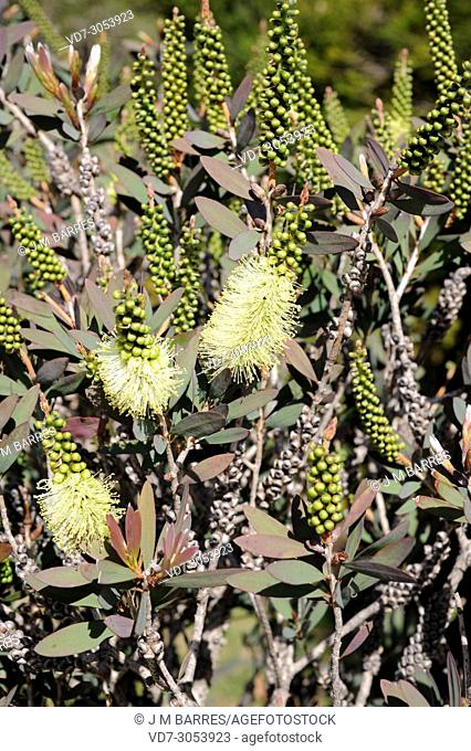 Lemon bottlebrush (Callistemon pallidus or Melaleuca pallida) is a shrub endemic to eastern Australia. Inflorescences detail