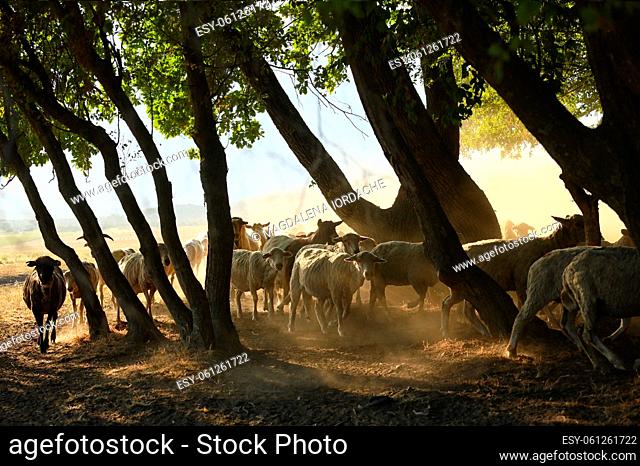 Goats and Sheeps on Road In Greci, Romania in Summer Drought