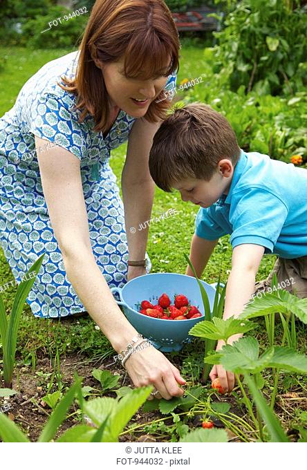 A mother and son picking strawberries together