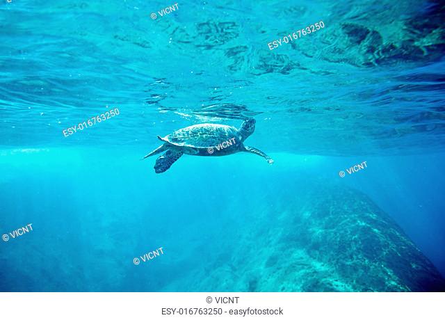 Green Sea Turtle (Chelonia mydas) pops up to take a sip of air