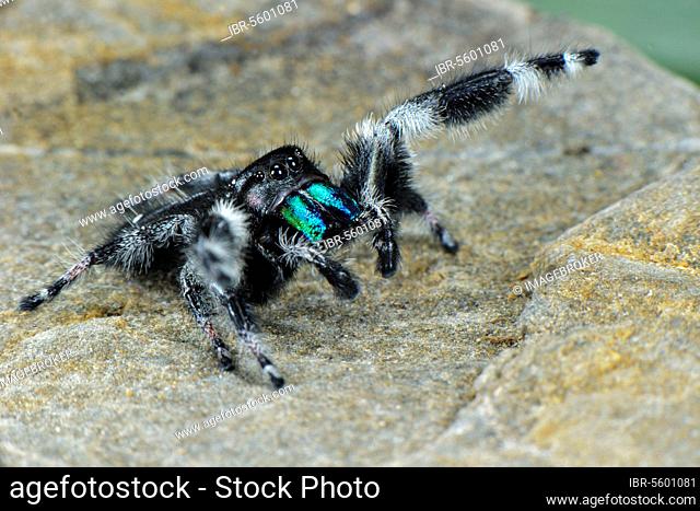 Regal Jumping Spider (Phidippus regius) adult male, signalling to female willingness to mate (U.) S. A