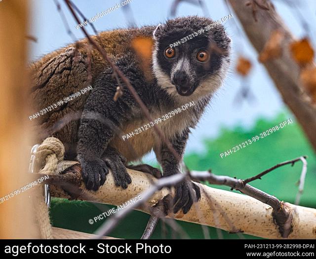 13 December 2023, North Rhine-Westphalia, Cologne: A mongoose sitting in a tree. Mongozmakis (Eulemur mongoz) are a primate species from the lemur family
